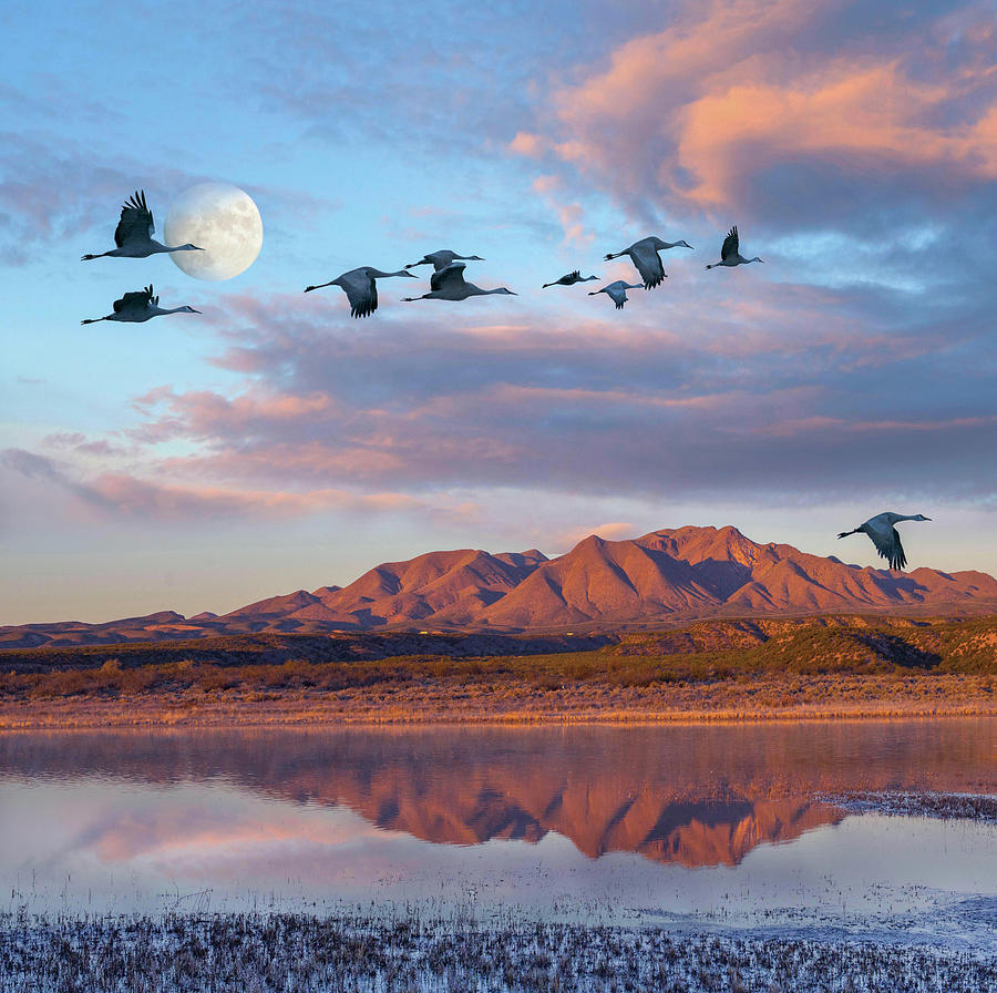 Sandhill Cranes And Moon Photograph by Tim Fitzharris
