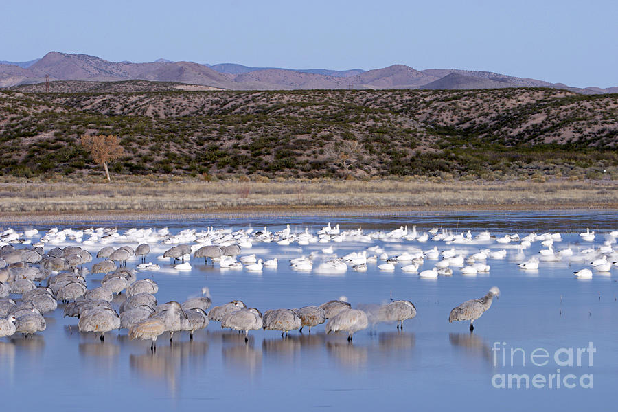 Sandhill Cranes And Snow Geese Photograph by Manuel Presti/science Photo Library
