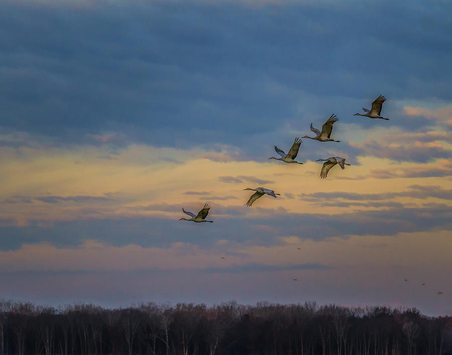 Bird Photograph - Sandhill Cranes At Sunrise by Galloimages Online
