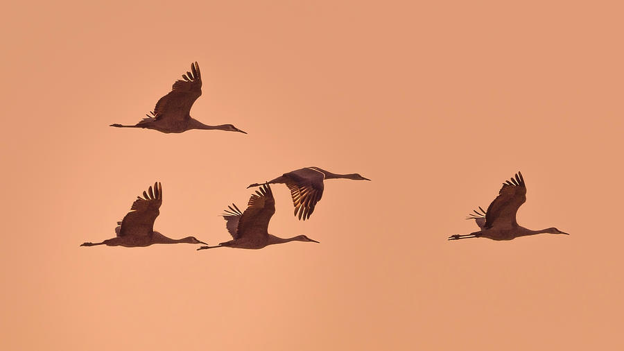 Sandhill Cranes at Sunset by Van Sutherland Sandhill Cranes at Sunset by Van Sutherland