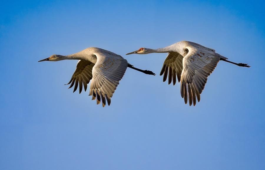 Sandhill Cranes Photograph by Bin Qiao - Fine Art America