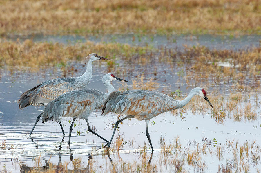 Sandhill Cranes Bosque De Apache Photograph by Howie Garber | Fine Art ...