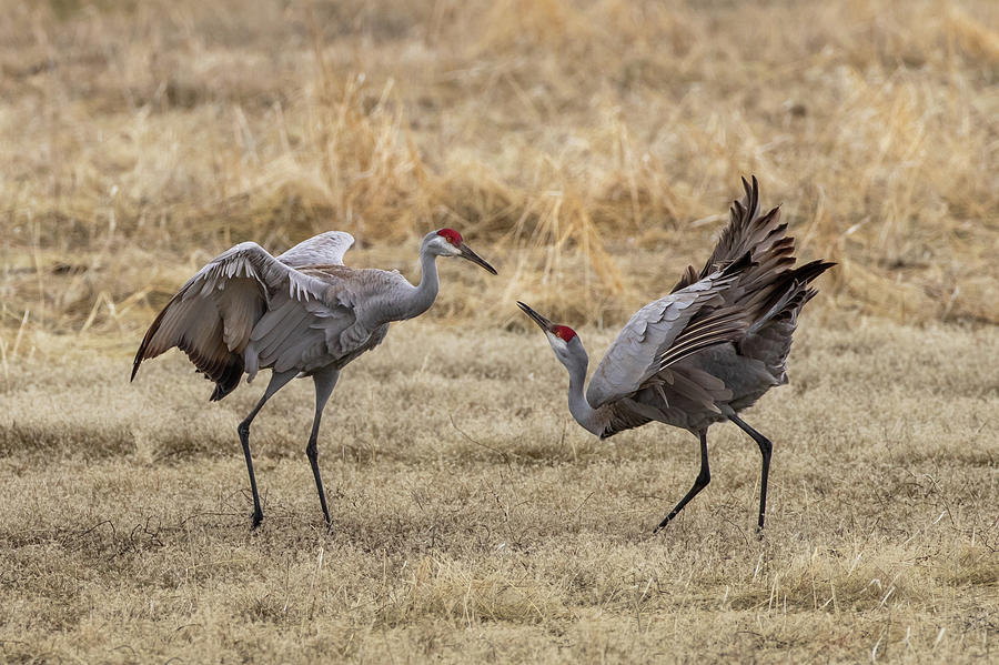 Sandhill Cranes Courting Photograph by Randy Robbins - Fine Art America