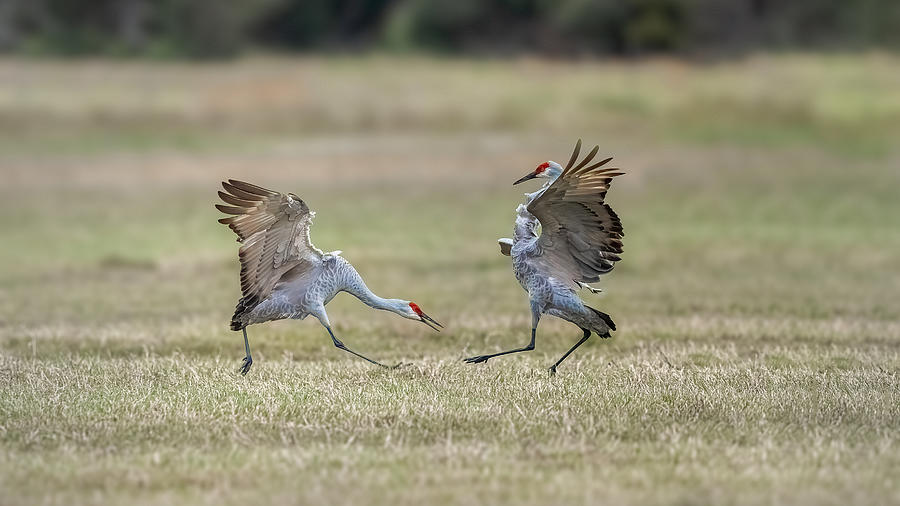 Bird Photograph - Sandhill Crane\s Dance by Siyu And Wei Photography