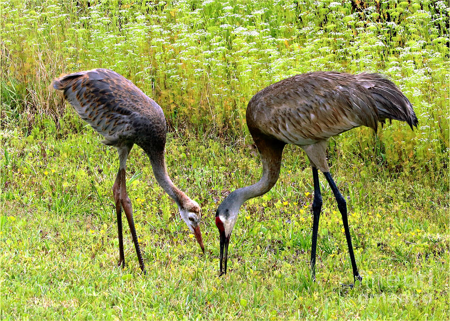 Sandhill Cranes Photograph by Diann Fisher - Fine Art America