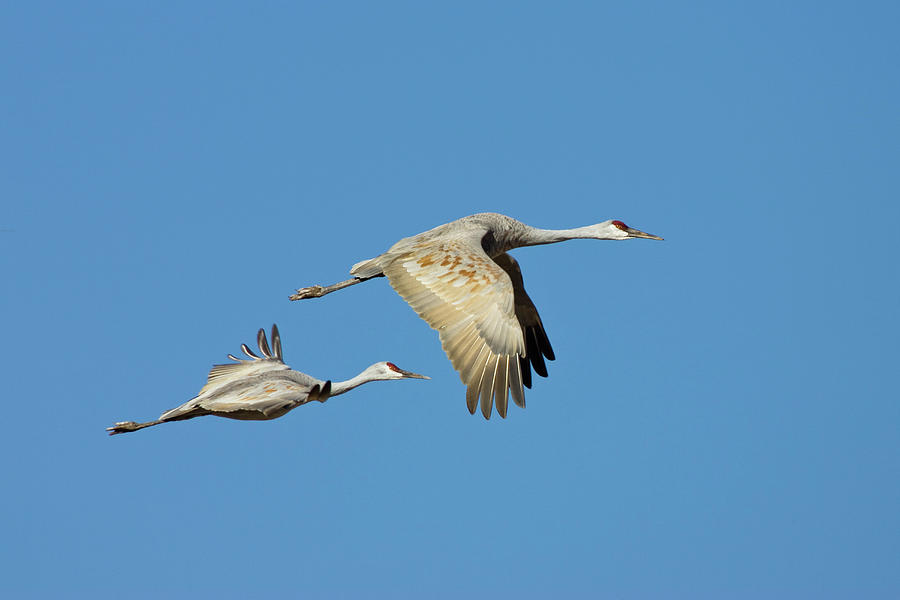 Sandhill Cranes In Flight, Grus Canadensis, Bosque Del Apache Wildlife ...