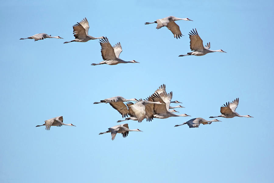 Sandhill Cranes in Flight Photograph by Jennie Marie Schell