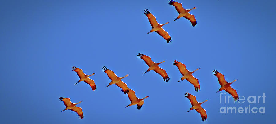 Sandhill Cranes in Flight Photograph by Randy J Heath