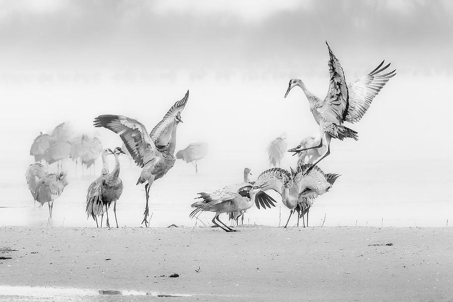 Crane Photograph - Sandhill Cranes In Morning by Jun Zuo