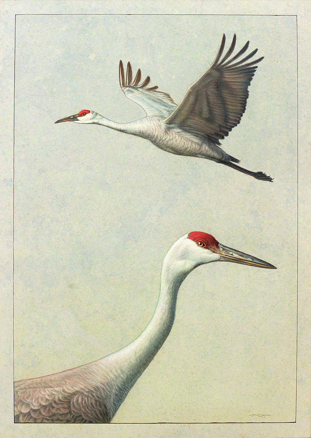 Crane Painting - Sandhill Cranes by James W Johnson