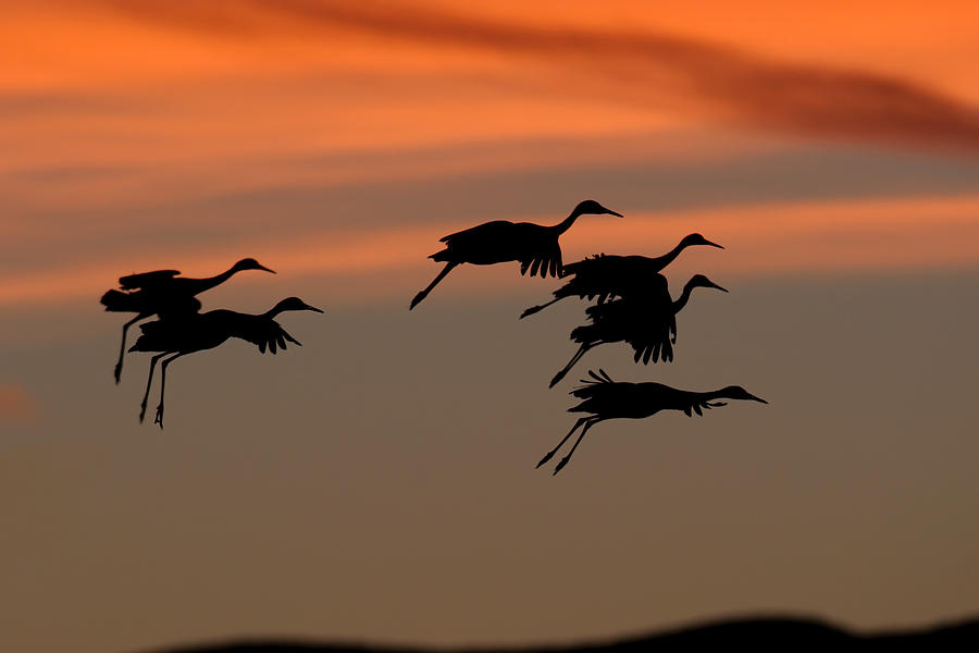 Sandhill Cranes Photograph by James Zipp