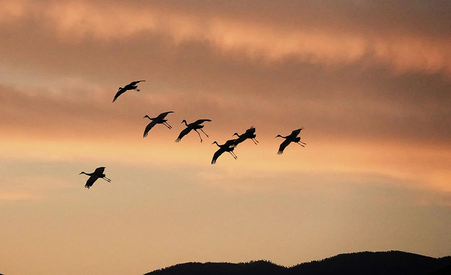 Sandhill Cranes Landing in sunrise Photograph by Jack Nevitt