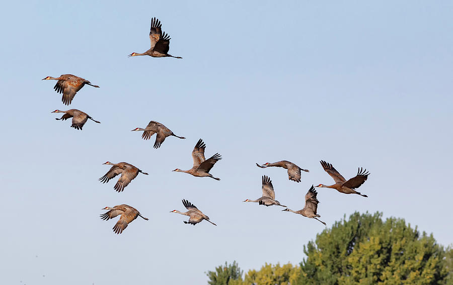 Sandhill Cranes  Photograph by Lisa Malecki