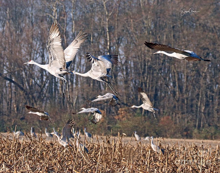 Crane Photograph - Sandhill Cranes Migration 55 by Steve Gass