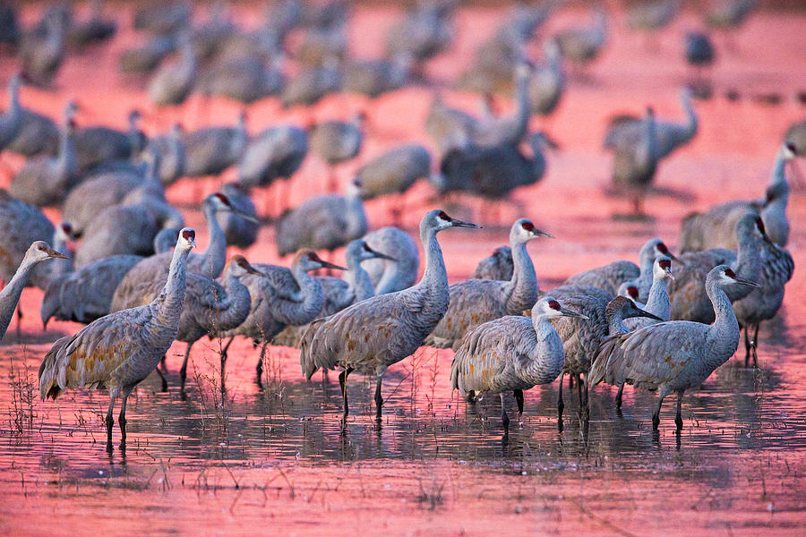 Sunset Photograph - Sandhill Cranes On Lake At Sunset by Panoramic Images