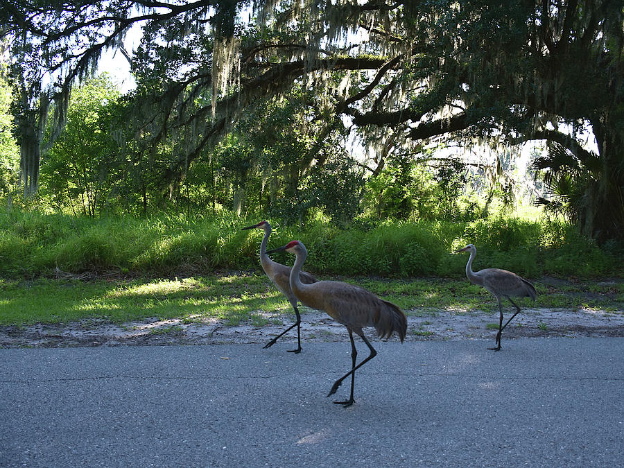 Animal Photograph - Sandhill Cranes on morning parade   by Christopher Mercer