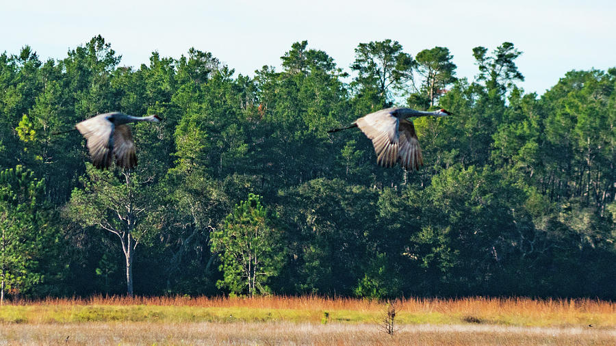 Sandhill Cranes Take Flight Ocala National Forest Florida Photograph by Lawrence S Richardson Jr