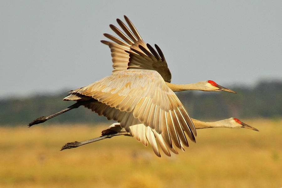 Sandhill Cranes Photograph By Thomas Kaestner - Fine Art America