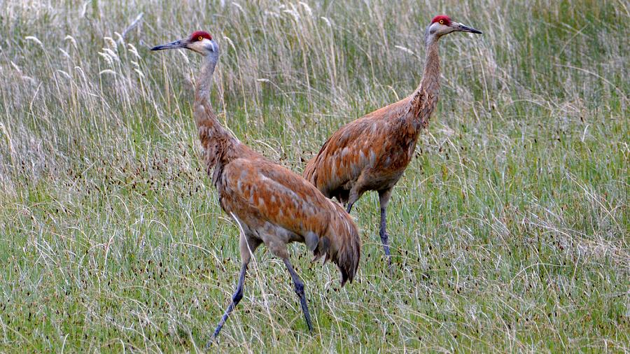 Sandhill Cranes Watching Photograph by Tracie Fernandez | Fine Art America