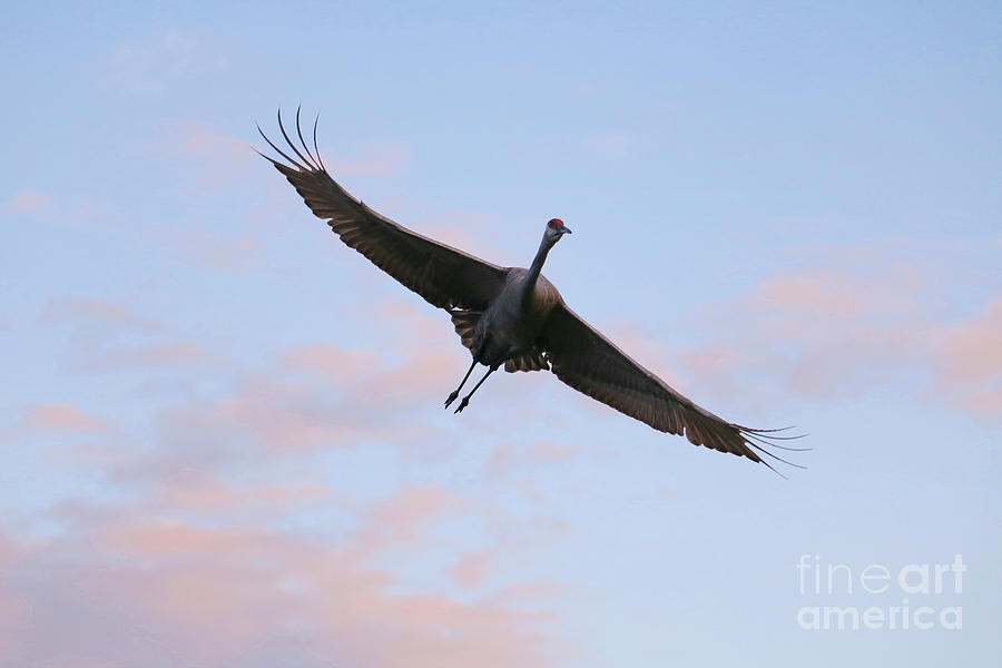 Sandhill Flying at Sunset Photograph by Carol Groenen