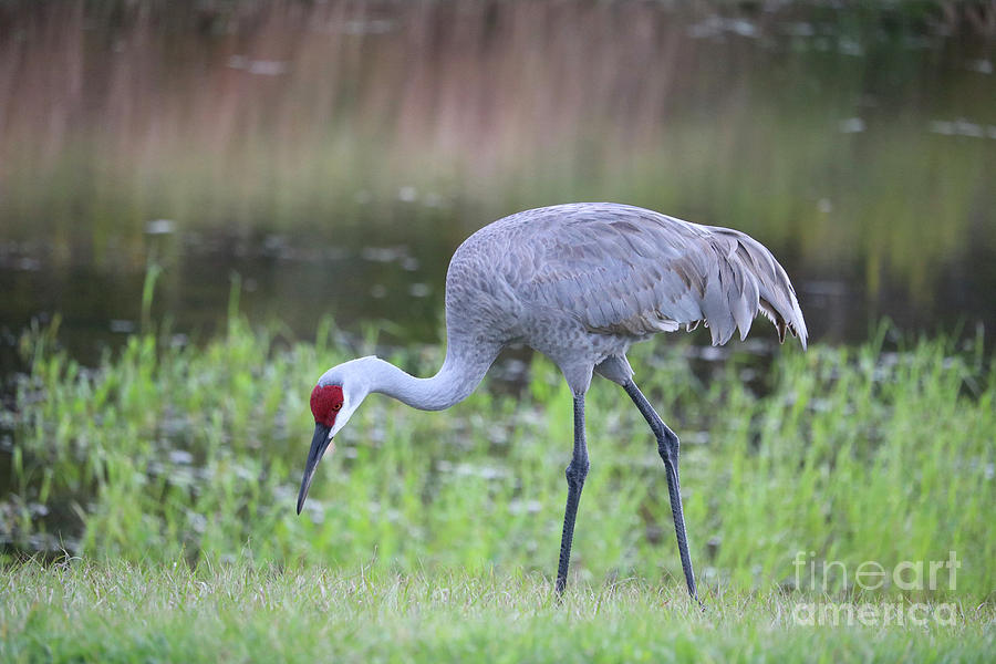 Sandhill with Pond Background Photograph by Carol Groenen