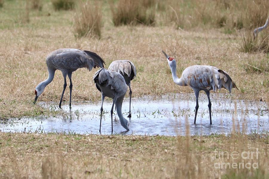 Sandhills Sip and See  Photograph by Carol Groenen