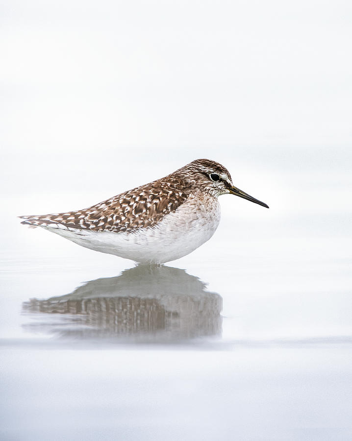 Sandpiper Photograph - Sandpiper Among The Fogs by Navoniloy Bhaumik