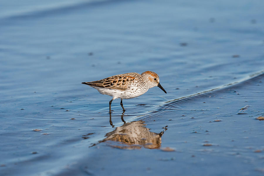 Sandpiper and Reflection Photograph by Robert Potts