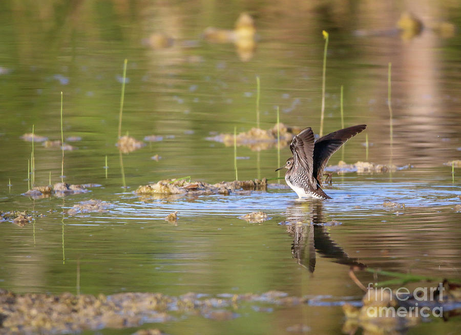 Sandpiper Reflection Photograph by Tom Claud