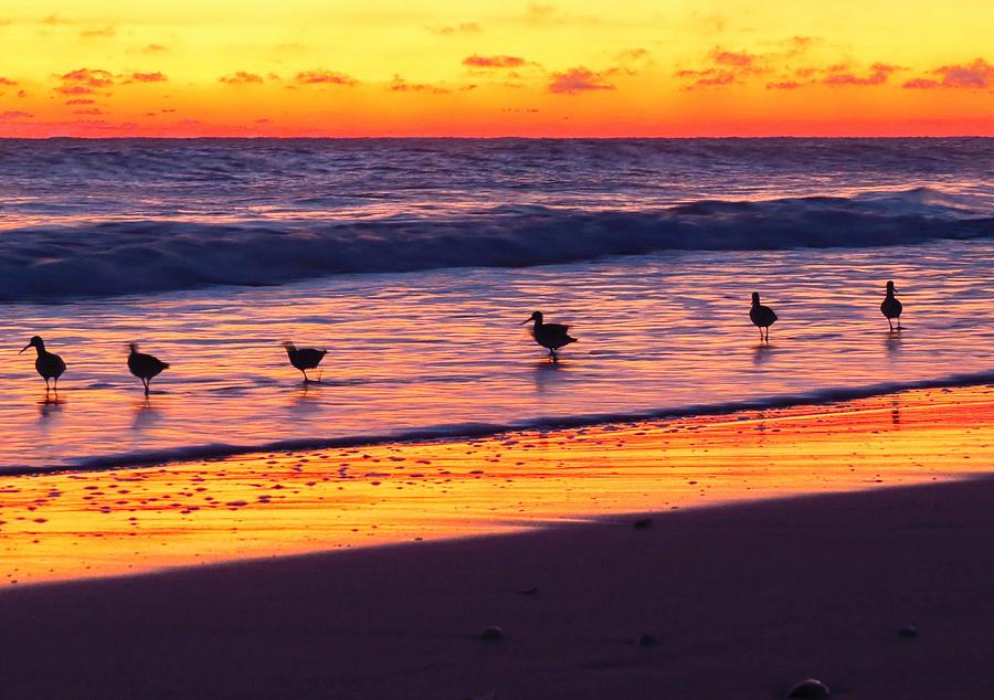 Sandpiper Sunrise Photograph by Wanderbird Photographi LLC
