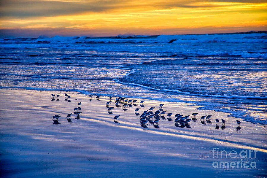Sandpiper Sunset Photograph by Bruce Block