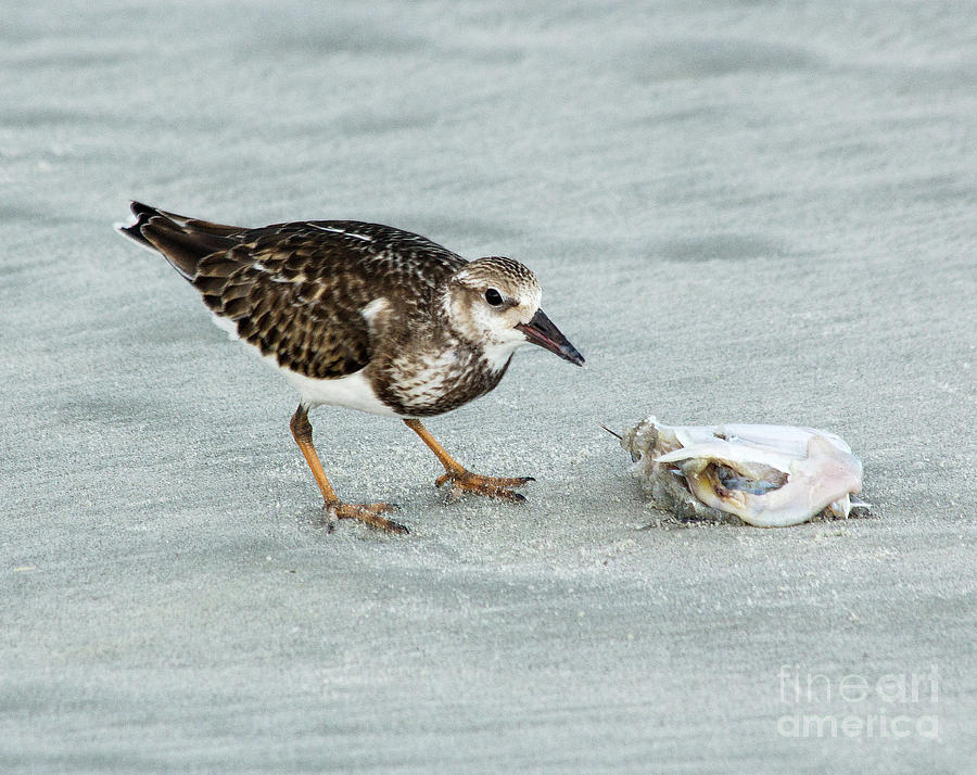 Sandpiper with Shellfish Photograph by Michelle Tinger