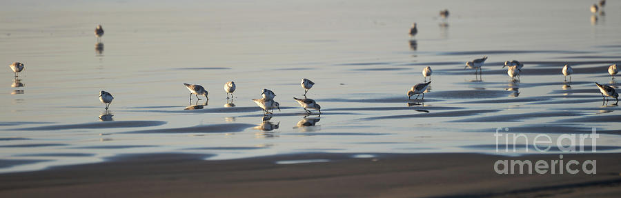 Sandpipers Photograph by Denise Bruchman