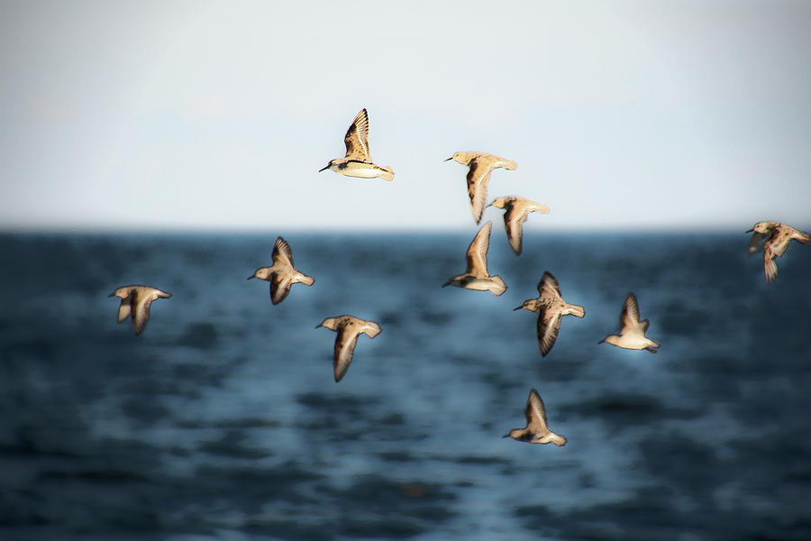 Sandpipers in Flight Photograph by Karen Smale