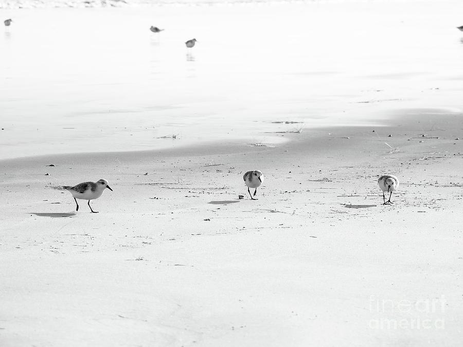 Sandpipers Play Date at the Beach Photograph by Ella Kaye Dickey