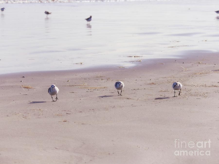 Sandpipers Play Date at the Beach Pastel Print Photograph by Ella Kaye Dickey