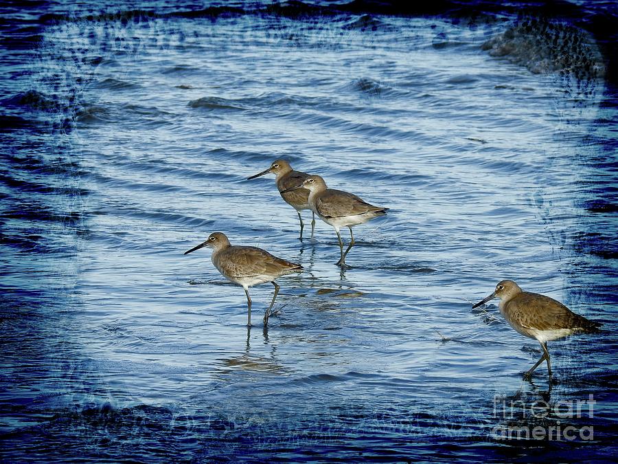 Sandpipers Wading in Blue Photograph by Ella Kaye Dickey