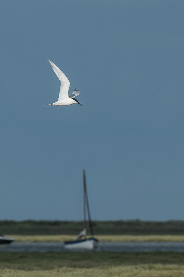 Sandwich Tern Photograph by Wendy Cooper