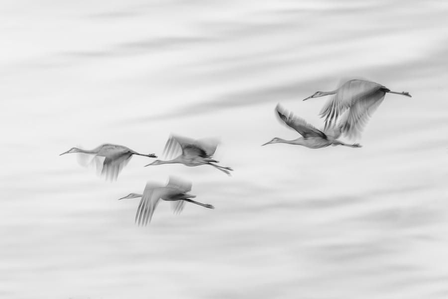 Sandy Cranes Flying Home Photograph by Li Chen