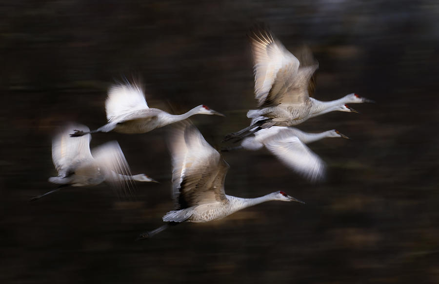 Sandy Cranes\ Flying Motion Photograph by Li Chen