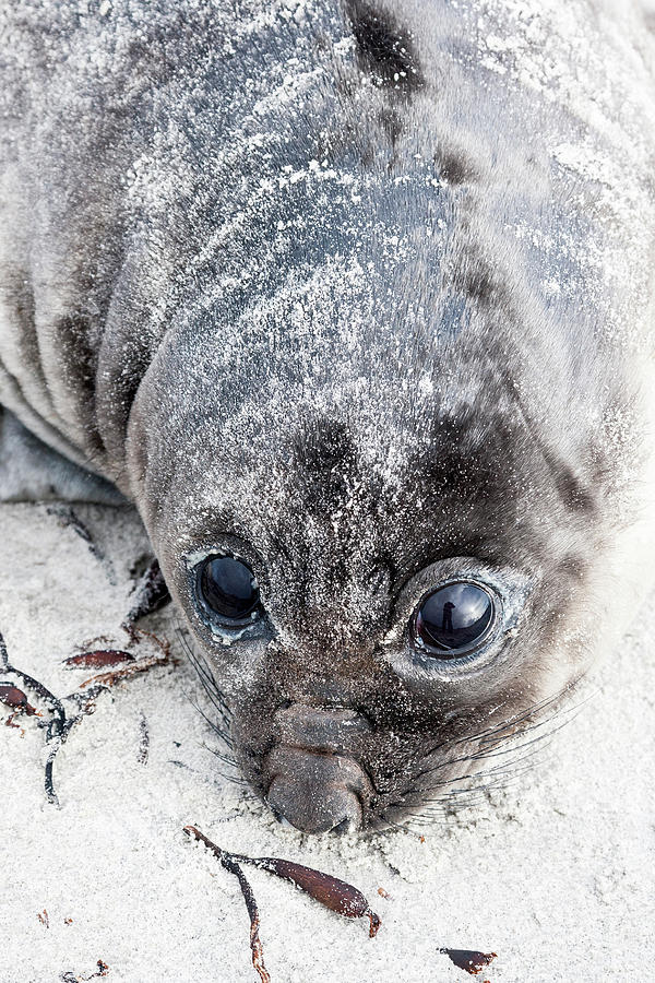 Sandy Elephant Seal Pup Photograph by Heike Odermatt