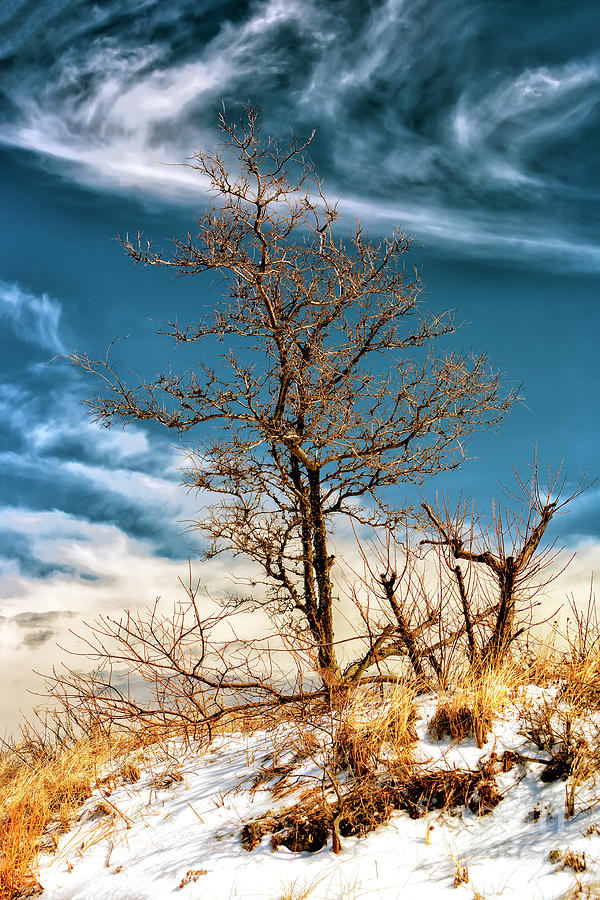Sandy Hook Winter Beach Tree Photograph by John Rizzuto