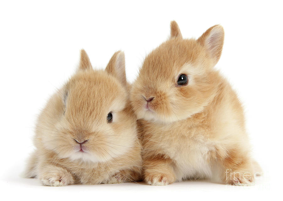 Sandy Love Bunnies by Warren Photographic Sandy Love Bunnies by Warren Photographic