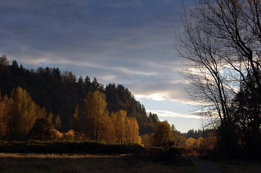 Sandy River Delta in Oregon Photograph by Sherrie Triest