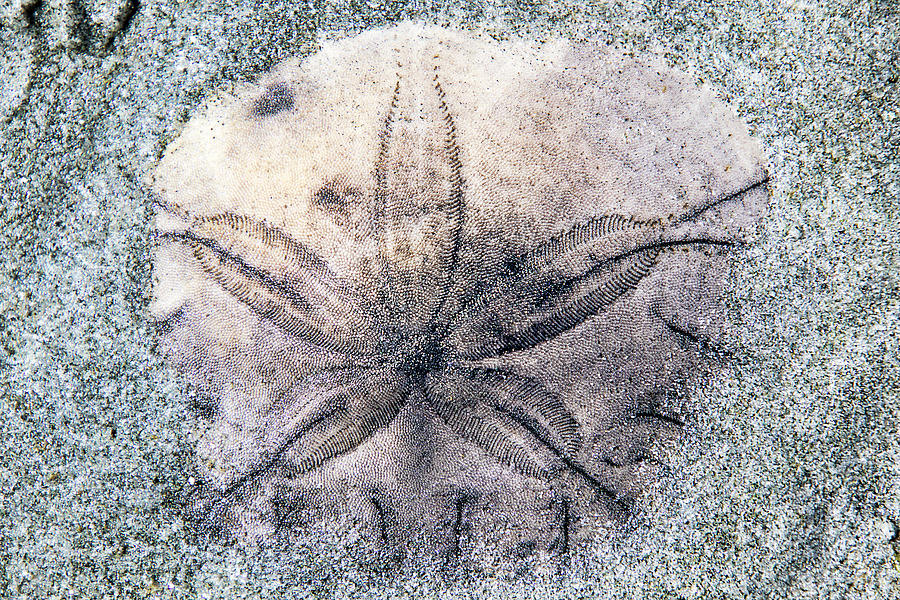 Sandy Sand Dollar Photograph by Peggy Collins