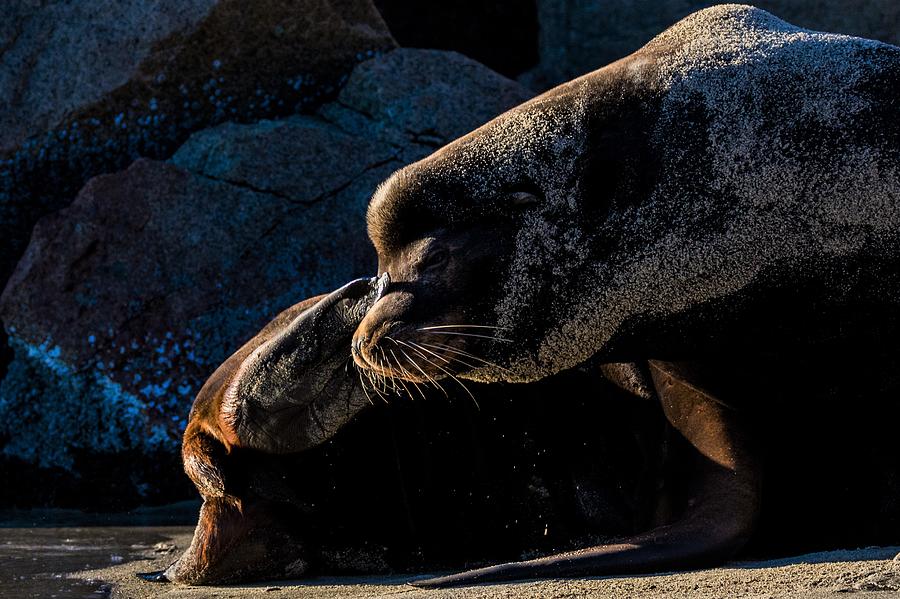 Sandy Sea lion Photograph by Michelle Pennell