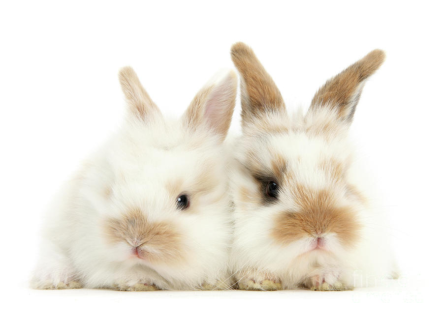 Sandy white Love Bunnies by Warren Photographic Sandy white Love Bunnies by Warren Photographic
