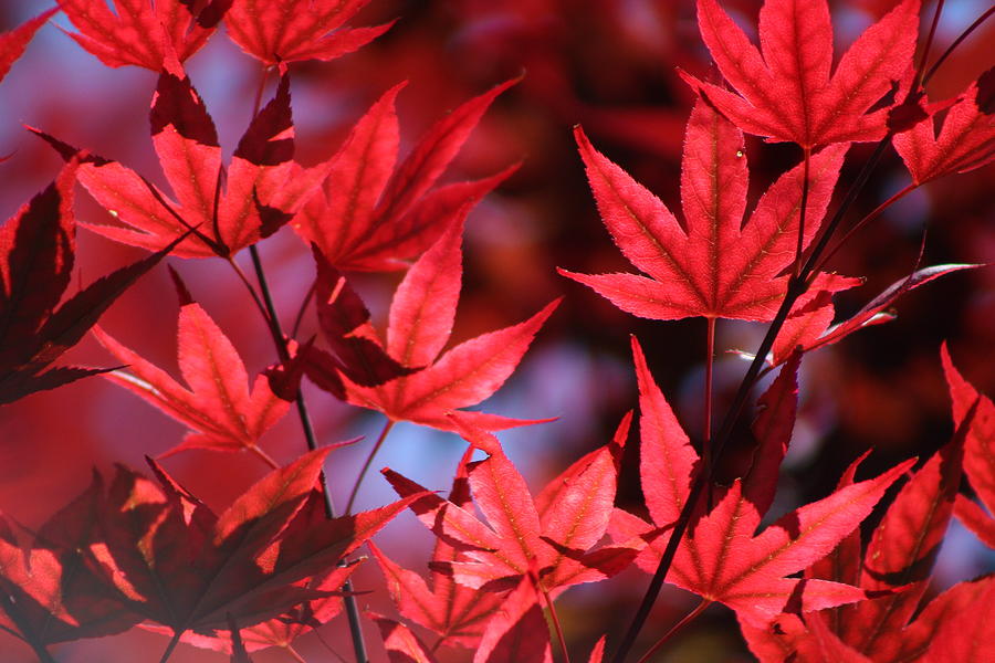 Sangria Red Japanese Maple Leaves on Ce Soir Photograph by Colleen Cornelius
