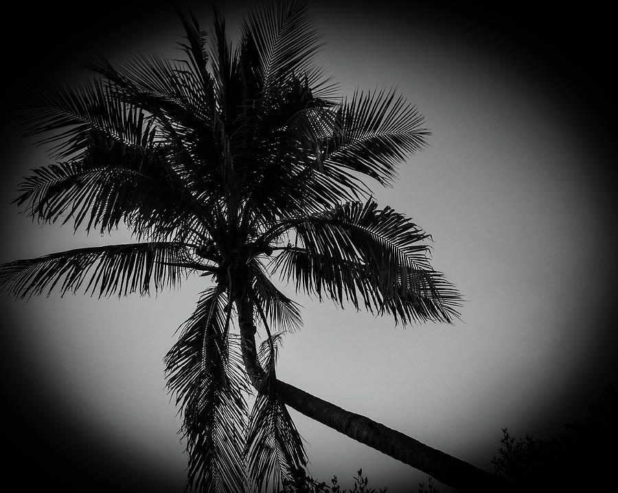 Sanibel Palm Tree Vignette Photograph by Dan Podsobinski
