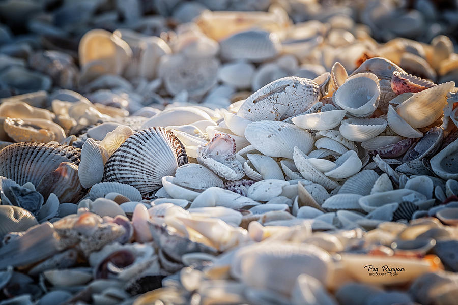 Sanibel Shells Photograph by Peg Runyan